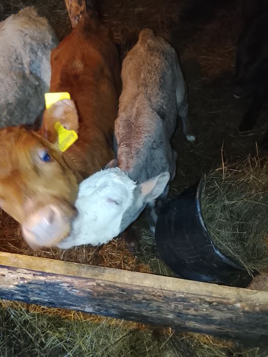 Продам телят бычки тёлочки