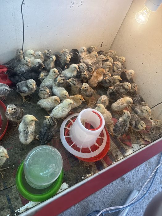 Продам цыплят цены разные