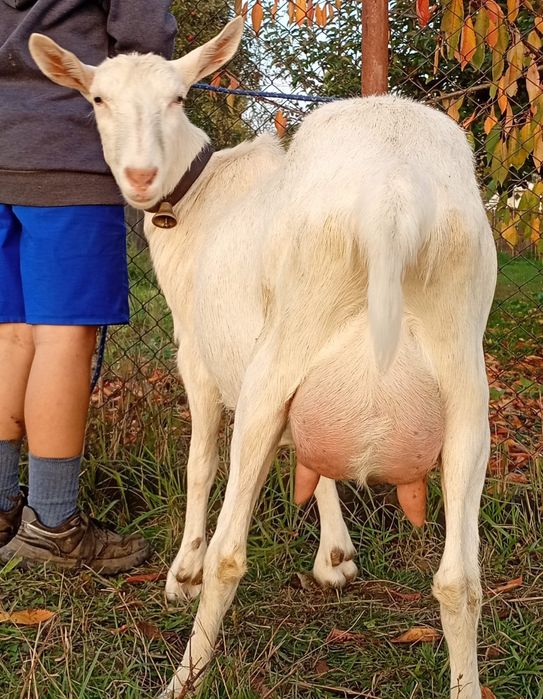 Capra Alpina Franceza