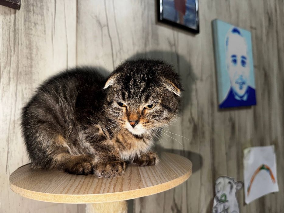 котенок ищет дом