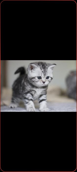 Британские котята