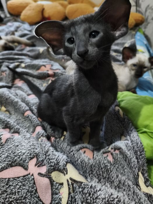 Ориентальный котёнок экстрим