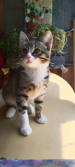 Кошечка ищет хозяина
