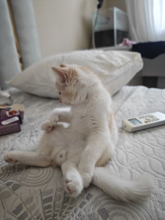 Кот, 5-6 месяцев