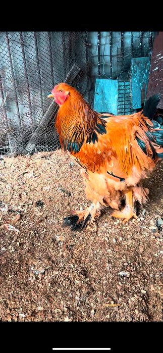 Продам светлая палевой брамы