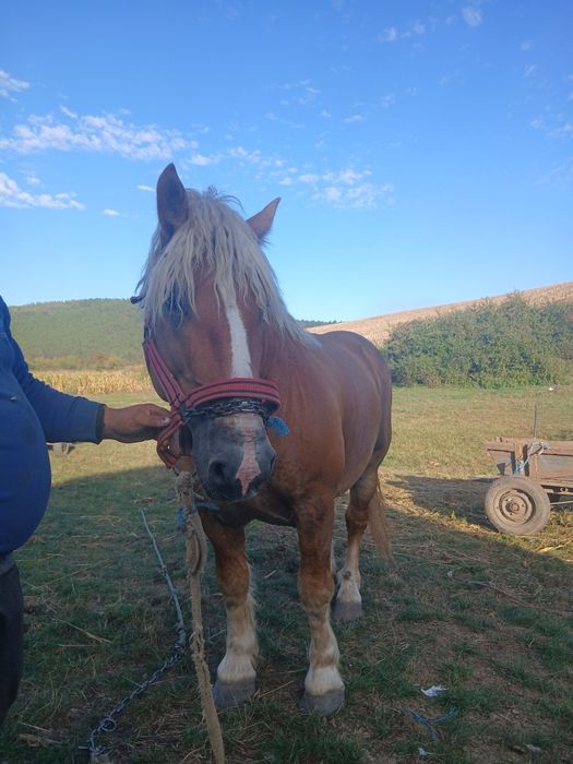 Vând harmasar foarte cuminte vârstă de 5 ani merge și la căruță