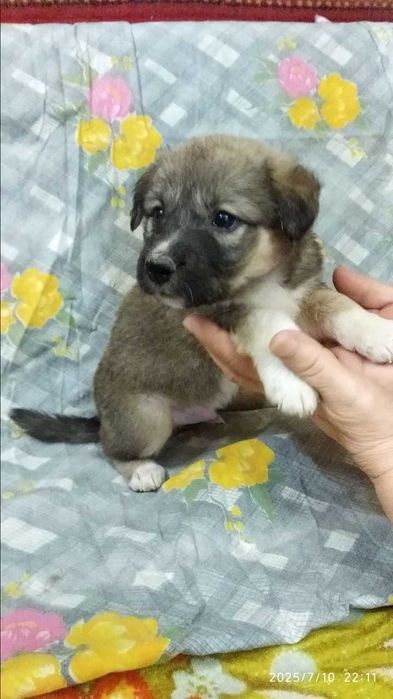 Отдам в хорошие руки