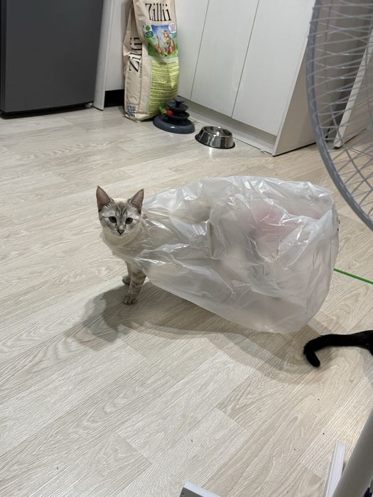 кошка, почти 2 годика, в добрые руки