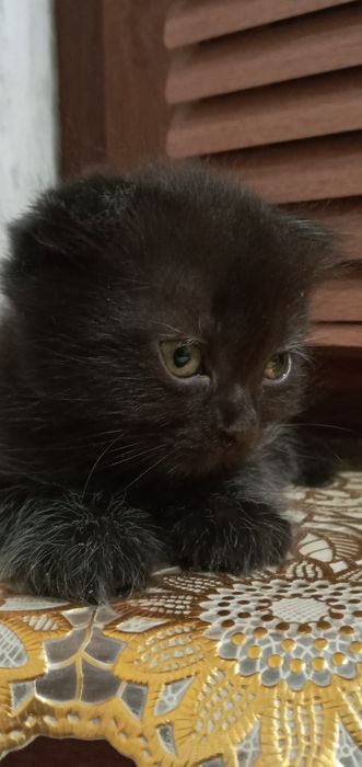 Skotish qiz  mushuk sotiladisotilasi