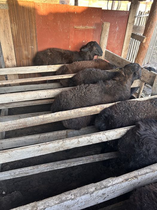 Семіз қошқарлар бар