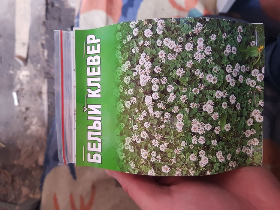 Белый клевер карликовый