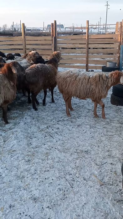 Продам костратов с откорма