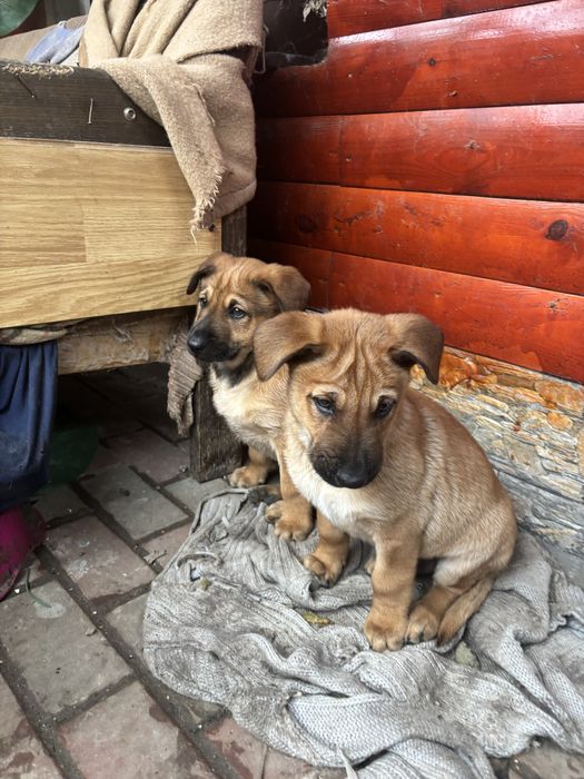 2 pui de caine talie mare baieti