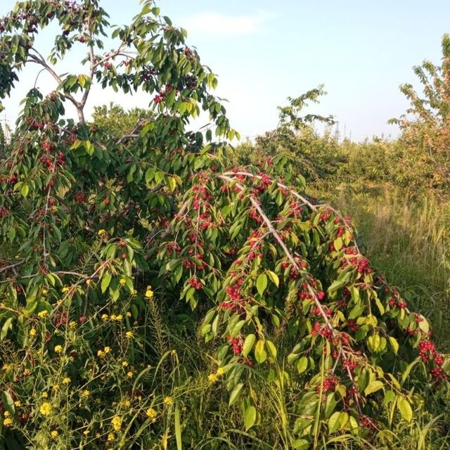Барча турдаги  Мевали кучатлар арзон ва сифатли
