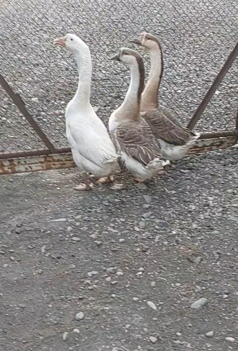 Яйца индоутки цесарки Другое