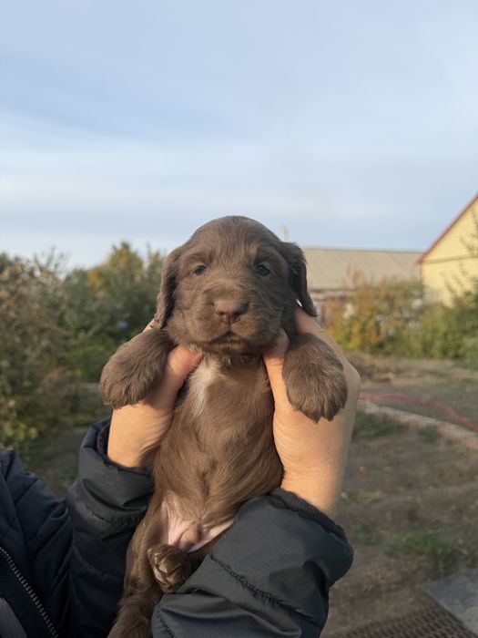 Продам щенков спаниеля