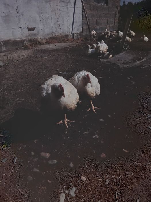 Броллер цеплят 1500тг