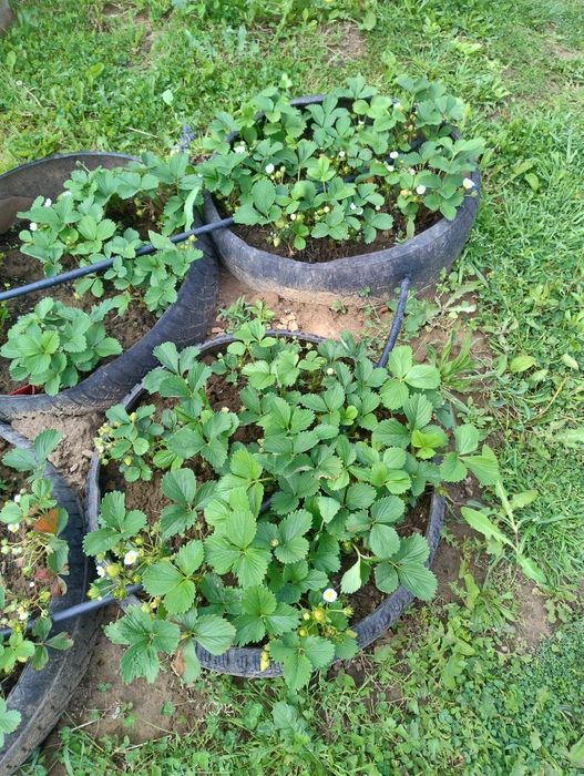 Гуми с целогодишни ягоди