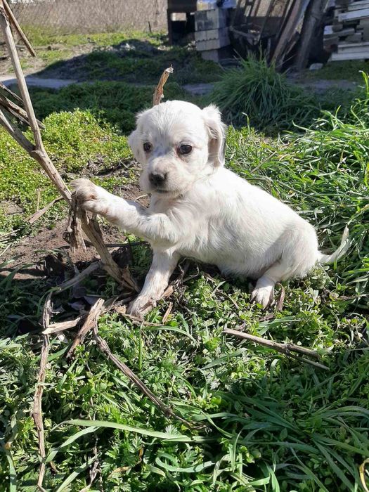 Продавам малки английски сетерчета