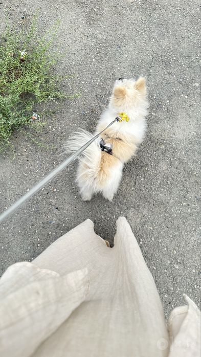 Померанский шпиц, мальчик, 2 года