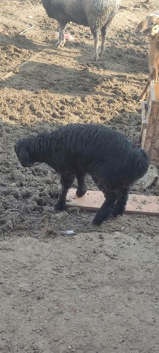 Козы сатилади 55 000