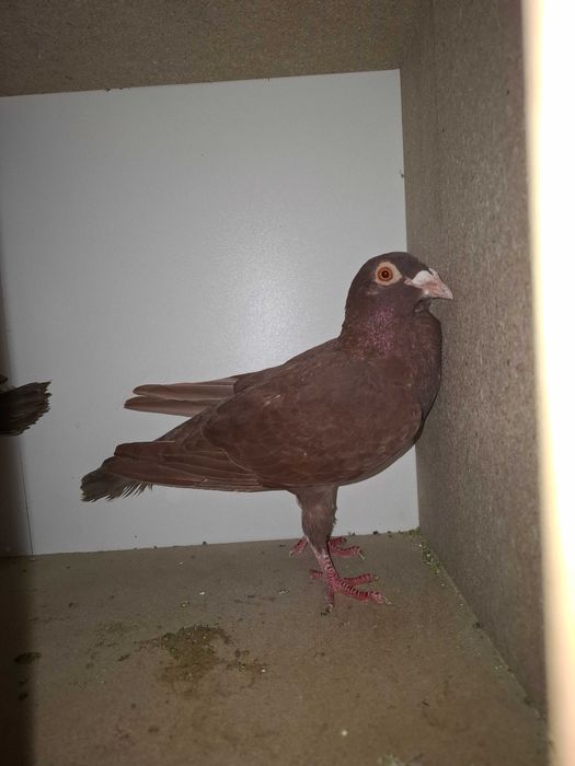 1 mascul  voltat indian și o pereche de voiajori