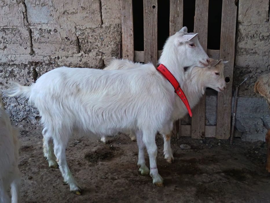 Заанен ешкі сатылады!