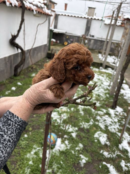 Пухкави Той Пуделчета