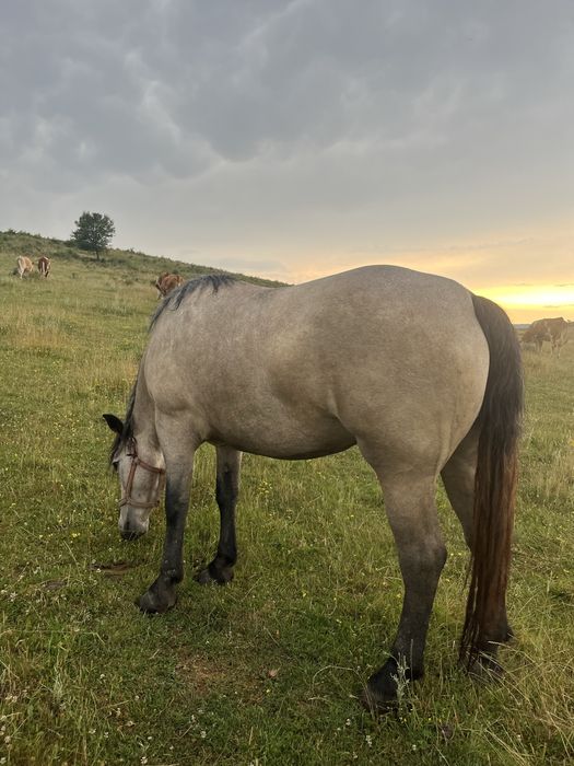 Iapă de 3 ani de vanzare