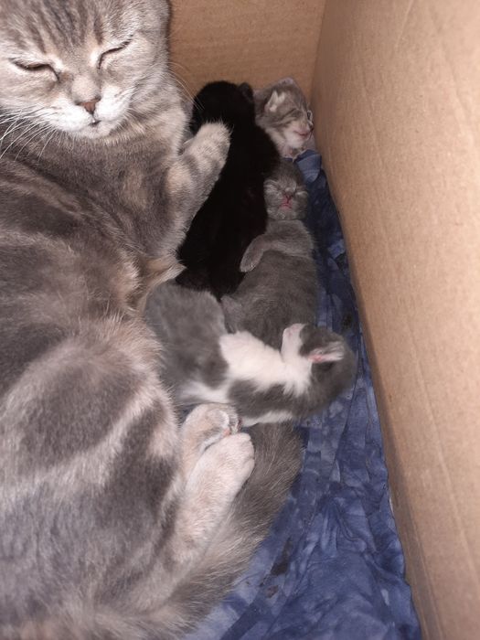 Отдам котенка девочка