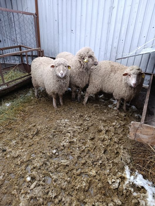 Продам Гемшеров на откорме,кастраты.