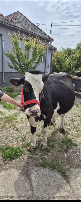 Vacă holstein fătată recent
