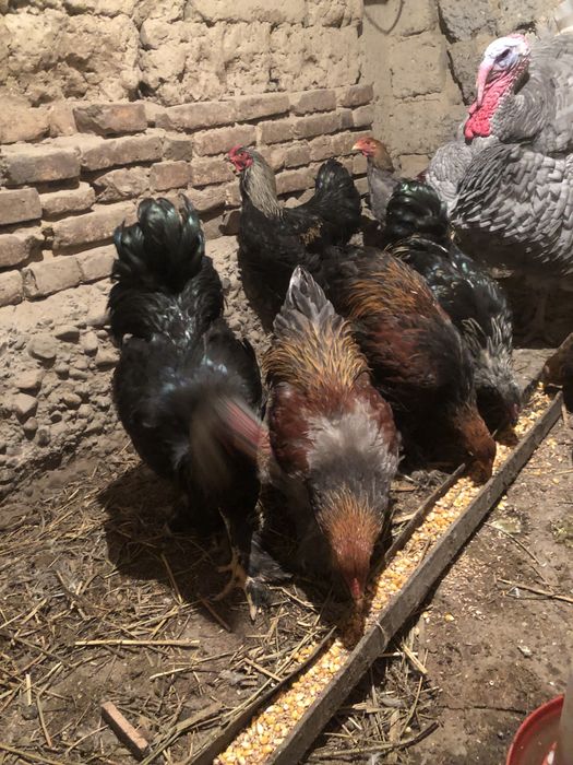 Петухи браммы самцы