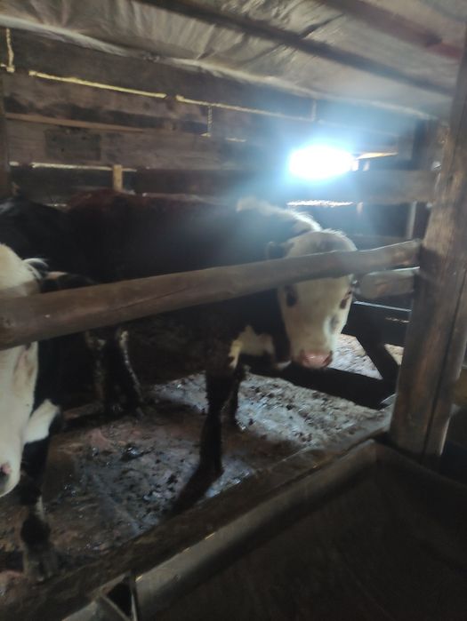 20 Бұқа сатылады откормдегі