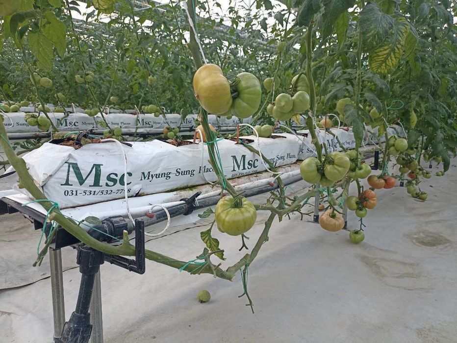 Кокосовий субстрат сотувда бор