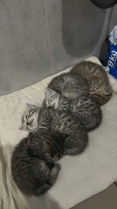 Котенок британец девочка