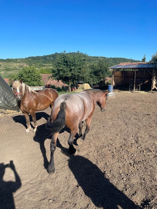 Cai de vanzare varsta 2 ani