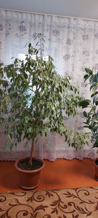 Продам цветы домашние