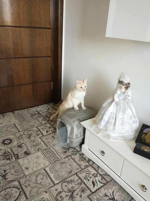 Îngrijire( cazare) pisicuțe și animăluțe de talie mică