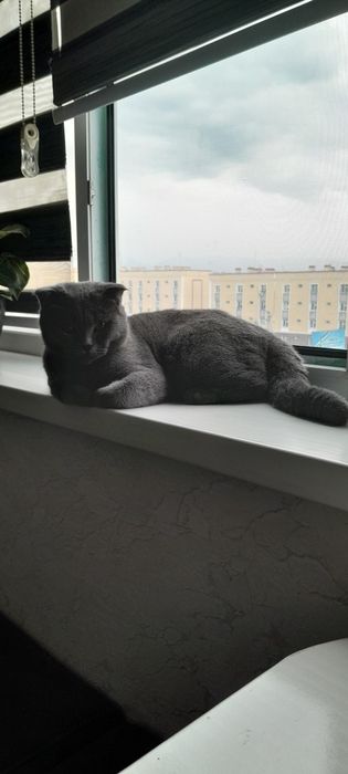 Скотиш фольд вязка с скотиш страйт