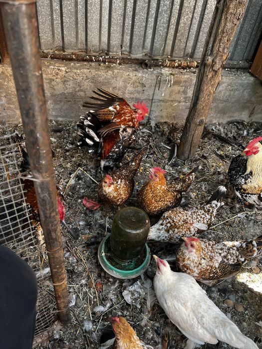 Карликовые  куры