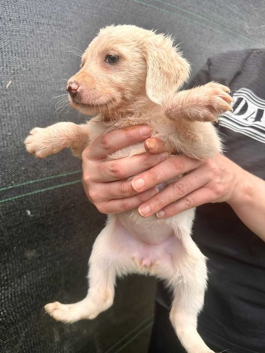 Щенки дворянской породы.