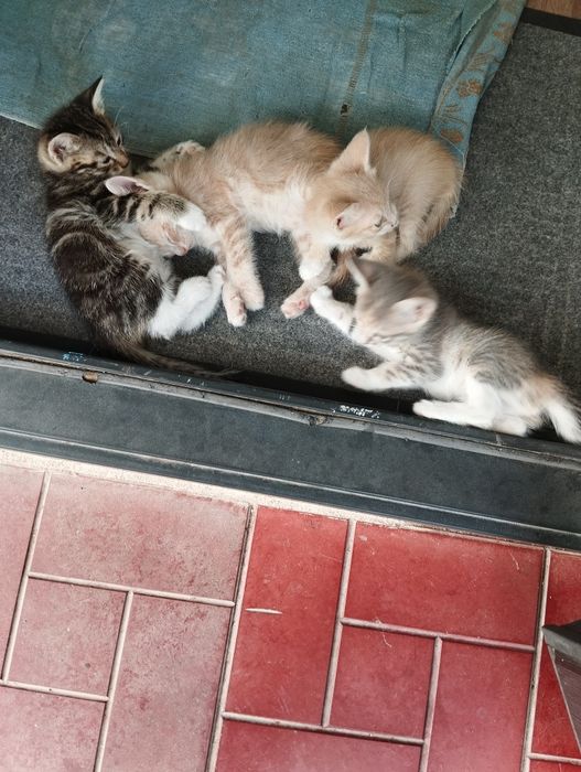 Пожалуйста помогите..котята все разные.красивые.уже умнички..12.штук.