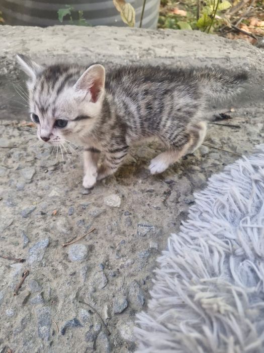 Котята бесплатно
