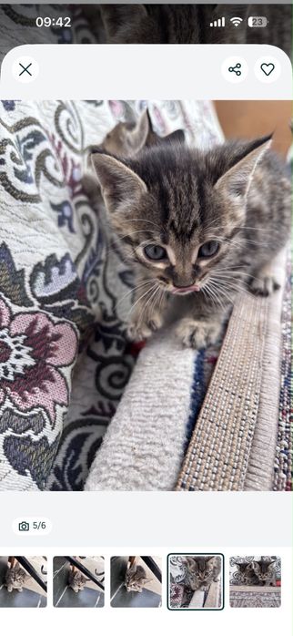 Отдам котят в добрые руки