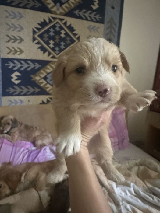Puiuti metis spre adoptie