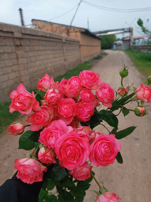 Atirgul ko'z ko'chatllari sotamiz issixonaga ekish uchun