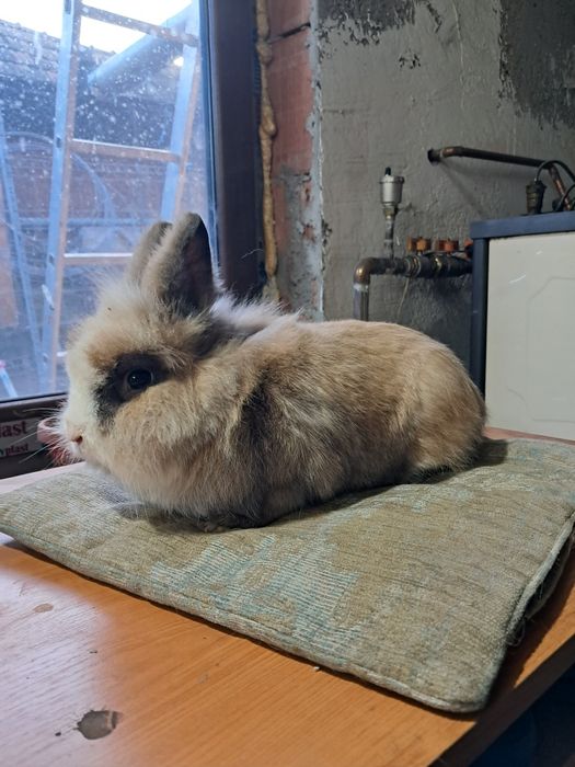 Vand iepure cap de leu