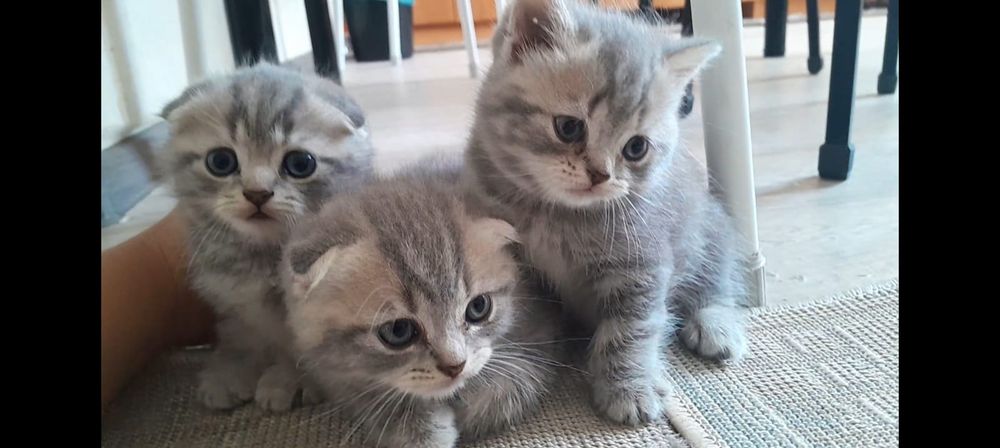 Котята в наличии мальчики и девочки