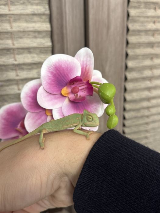 малыши хамелеона